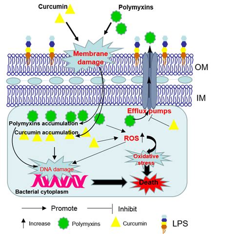 does autoclaving destroy cells|autoclaving effect on bacterial dna.